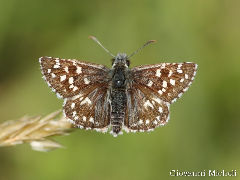 Tutti Pyrgus malvoides? No, anche P. armoricanus - Hesperiidae